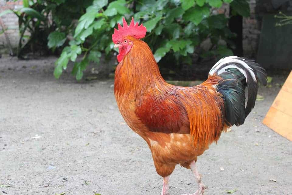 Rooster