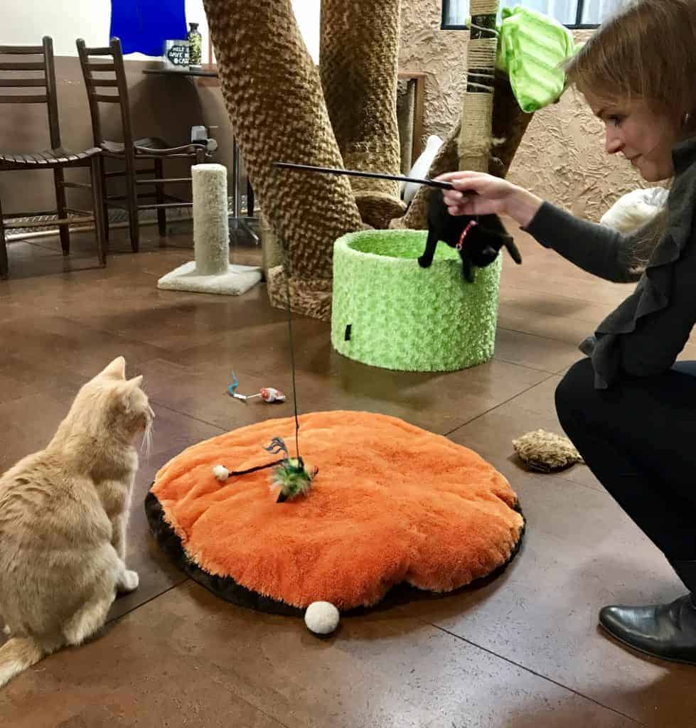 grumpy cat at animal shelter