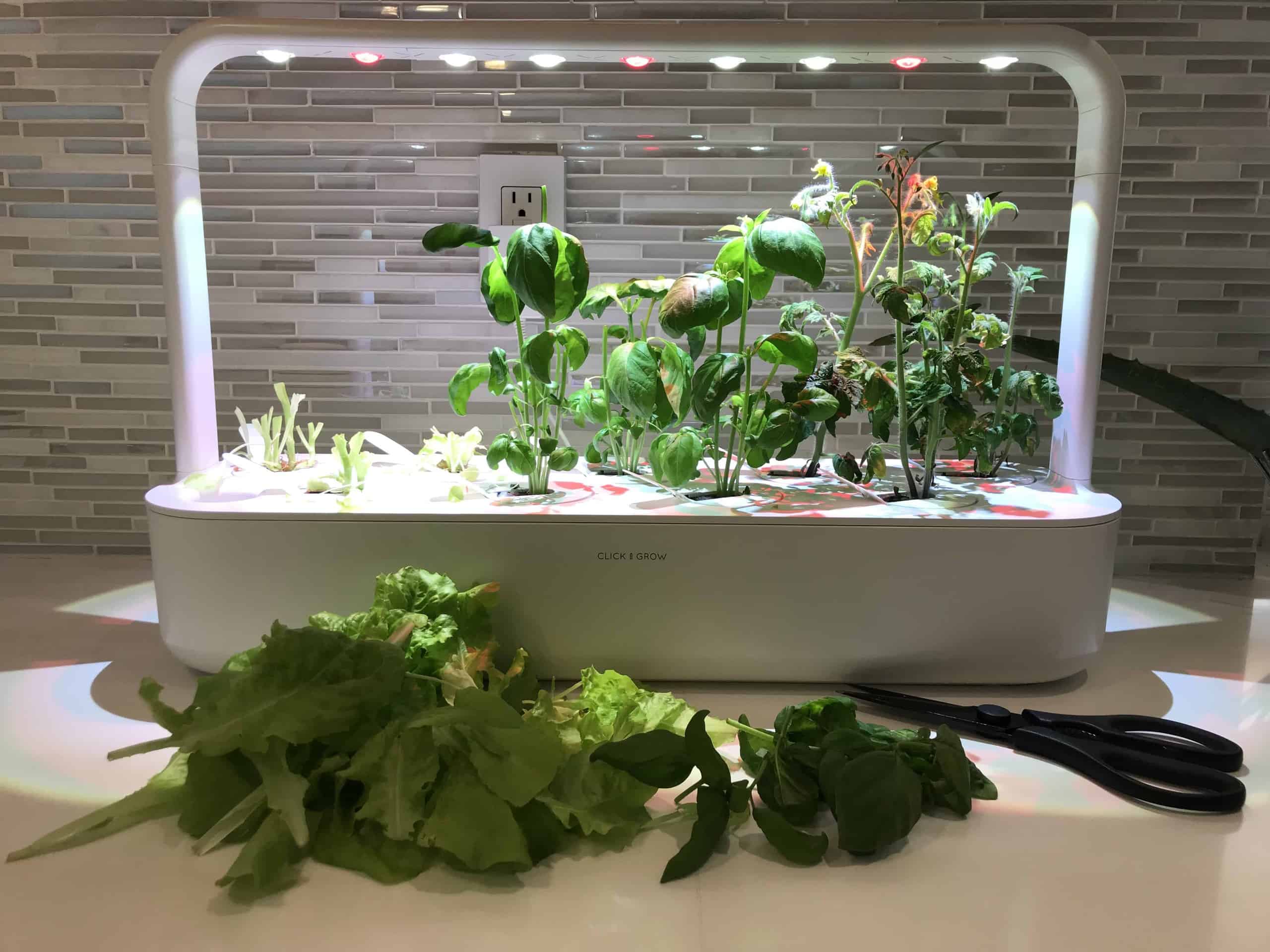 indoor herb garden