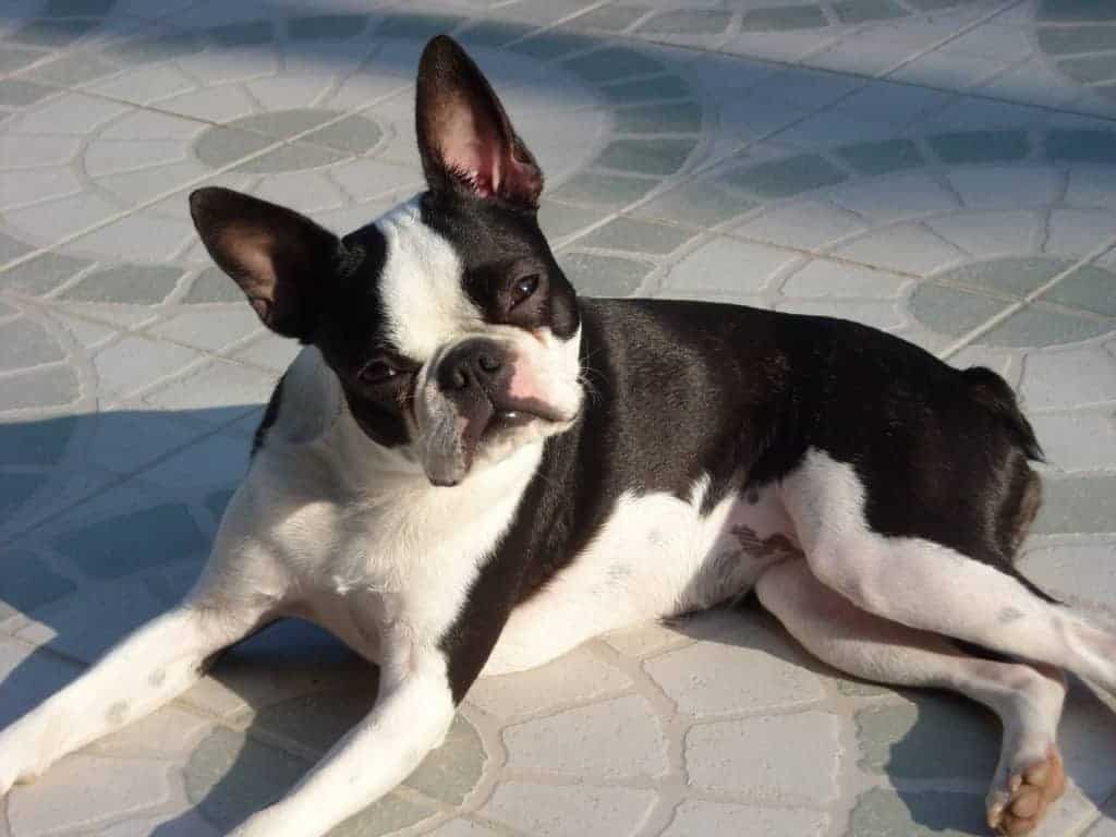 Boston Terrier - Small Dog Breeds