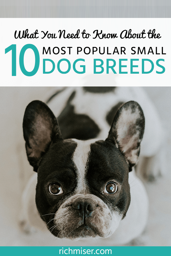 What You Need to Know About the 10 Most Popular Small Dog Breeds