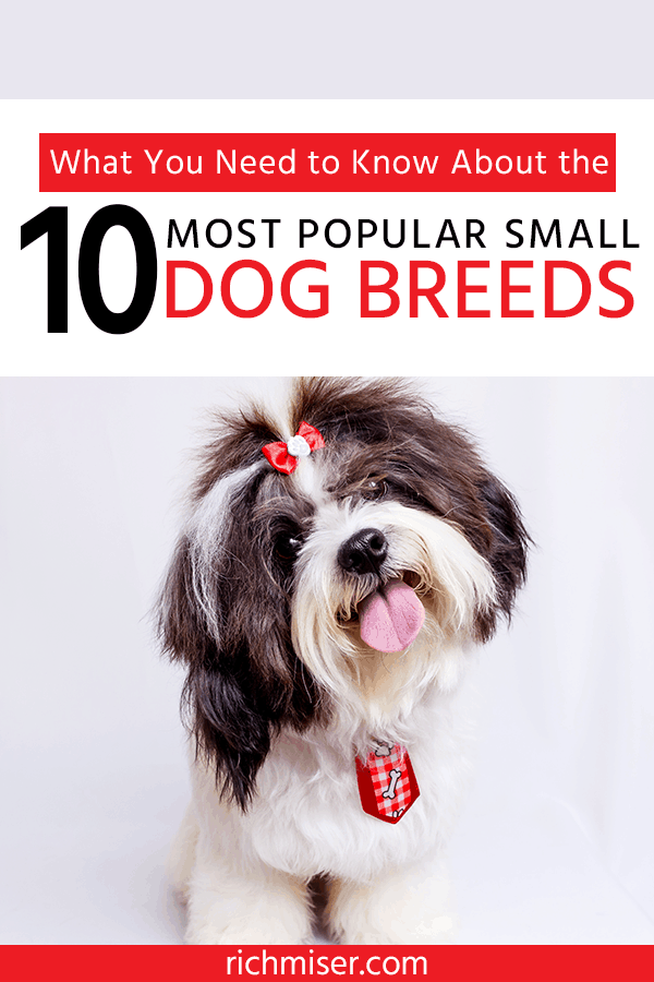 What You Need to Know About the 10 Most Popular Small Dog Breeds