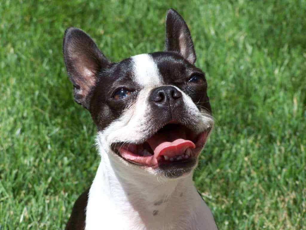 Boston Terrier - Small Dog Breeds