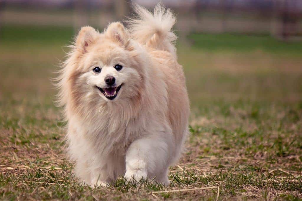 Pomeranian - Small Dog Breeds