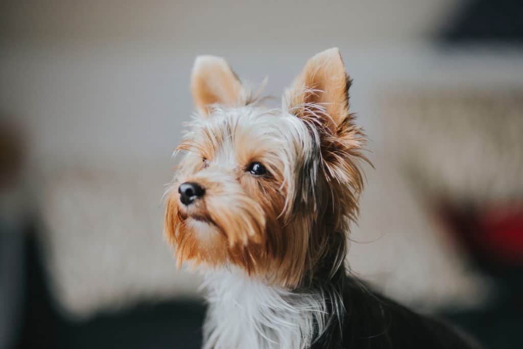 Yorkie - Small Dog Breeds