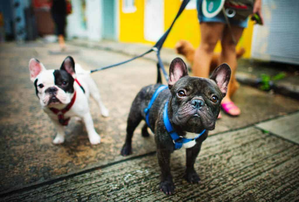 French Bulldogs - Small Dog Breeds