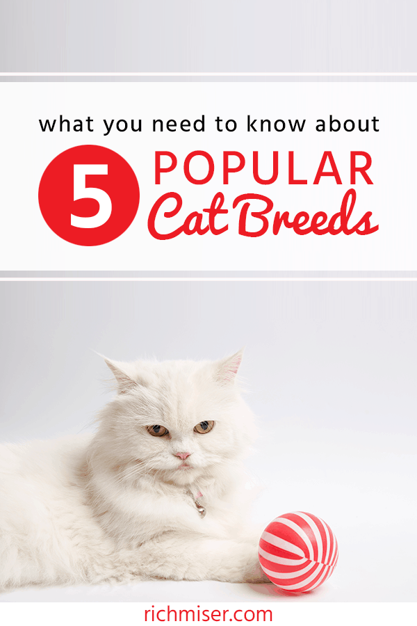 What You Need to Know About 5 Popular Cat Breeds