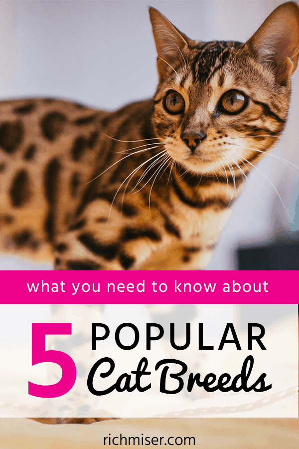 What You Need to Know About 5 Popular Cat Breeds