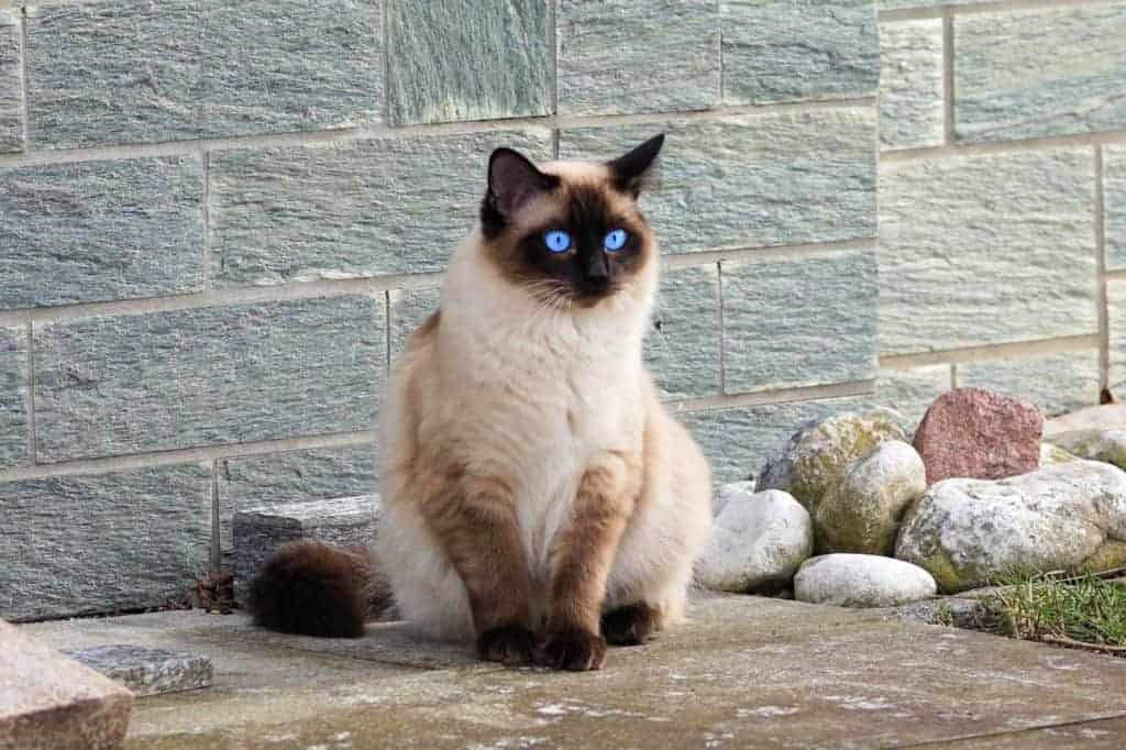 siamese cat facts