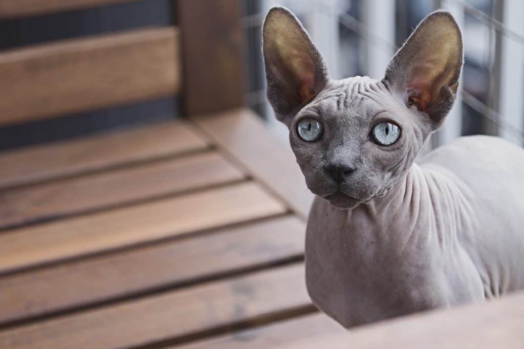 sphynx cat breeds