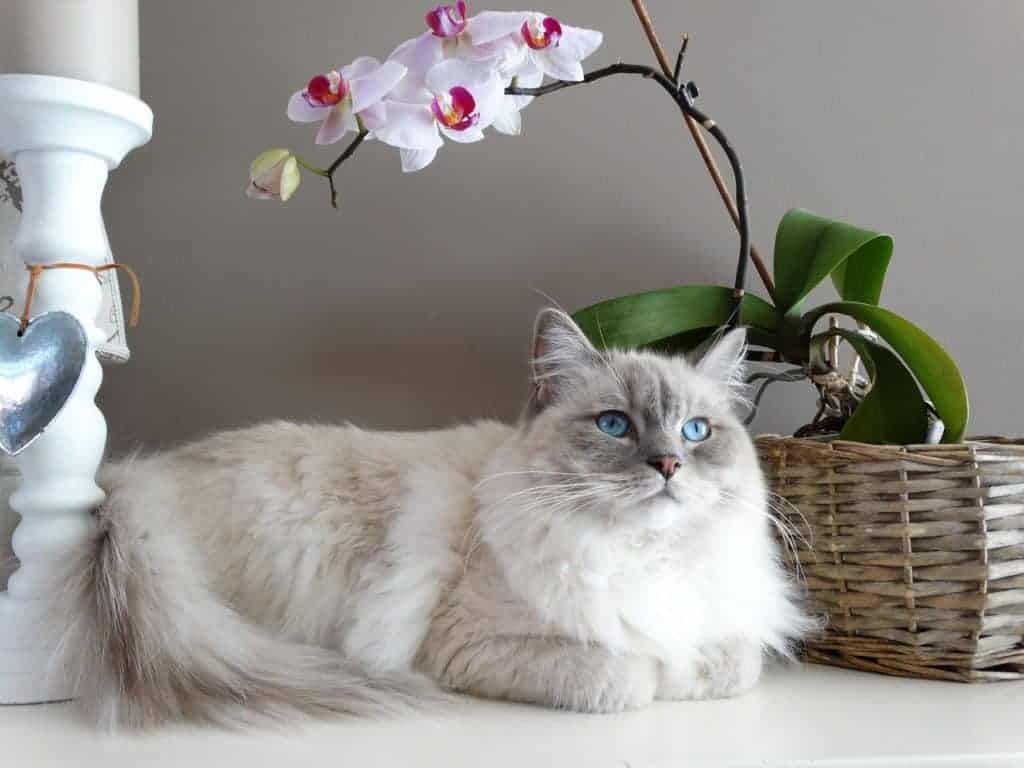 ragdoll cat facts