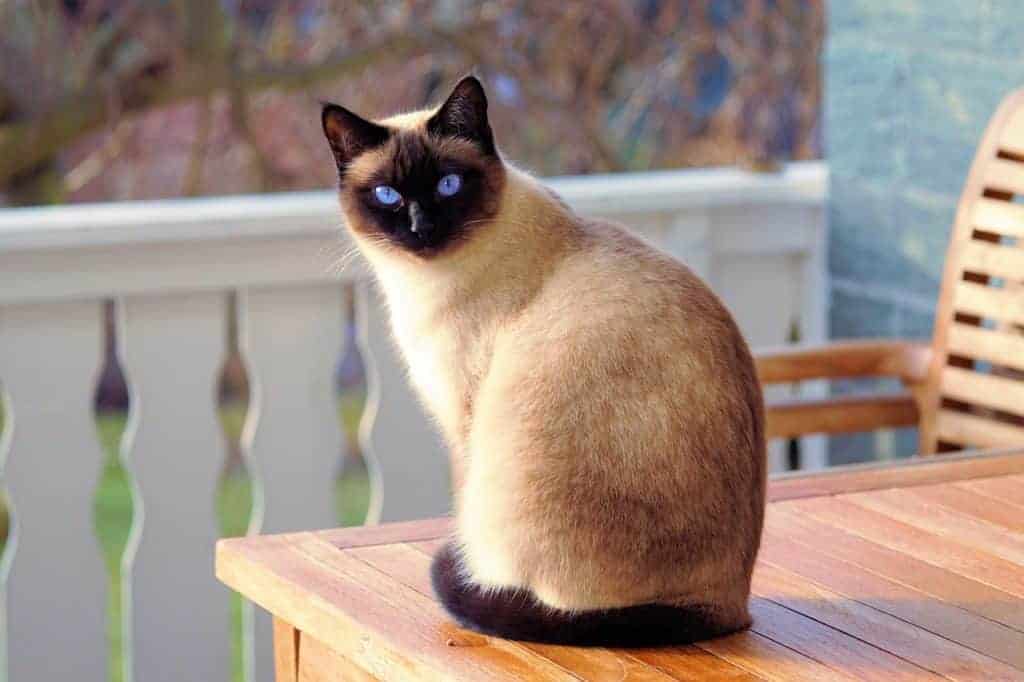 siamese types of cats